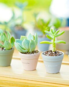 植物とヴィーガンスイーツのお店、ビーグリーンサイド